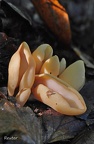 Eselsohr (Otidea onotica)
